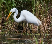 2016 06 11 WildLife MPLS 147
